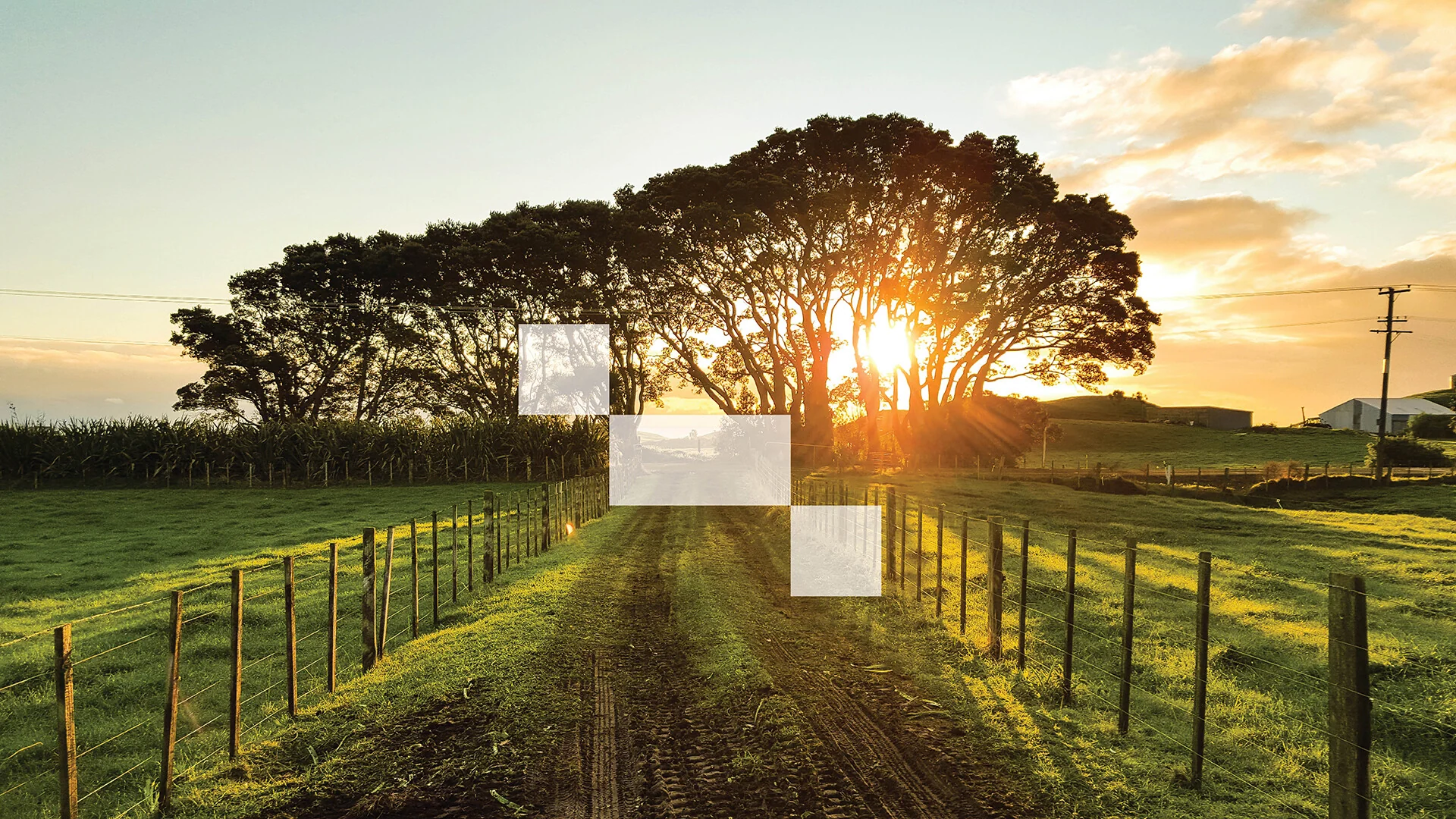 Steengroen foto weiland